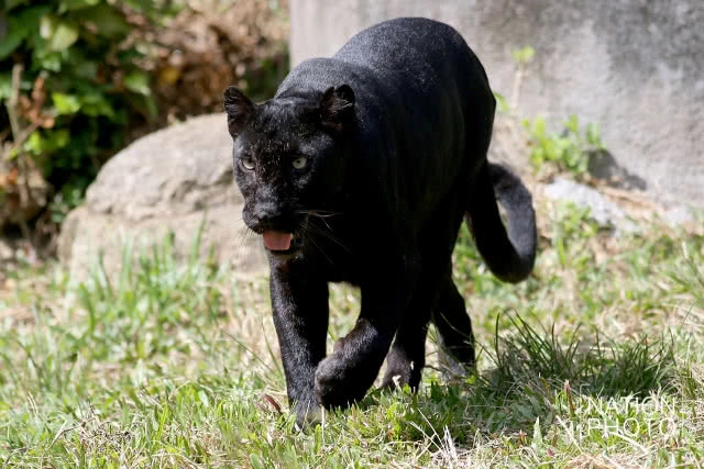 แห่ชม"เสือดำ" สวนสัตว์สงขลา เมื่อกระแสอนุรักษ์กระหน่ำใส่นักล่าแห่งทุ่งใหญ่นเรศวร