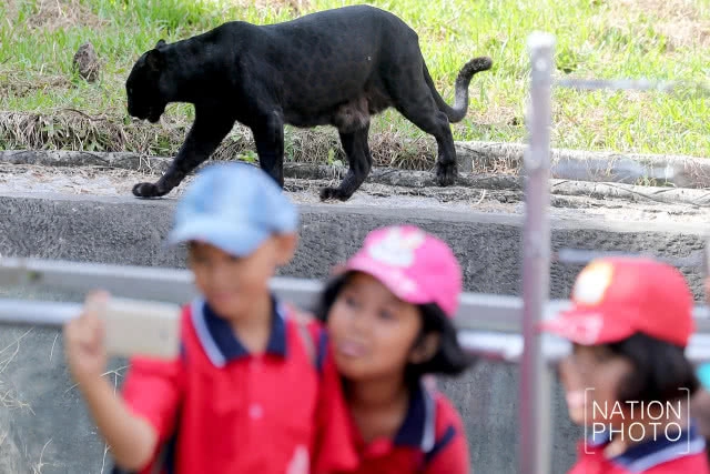 แห่ชม"เสือดำ" สวนสัตว์สงขลา เมื่อกระแสอนุรักษ์กระหน่ำใส่นักล่าแห่งทุ่งใหญ่นเรศวร