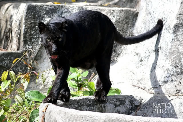 แห่ชม"เสือดำ" สวนสัตว์สงขลา เมื่อกระแสอนุรักษ์กระหน่ำใส่นักล่าแห่งทุ่งใหญ่นเรศวร