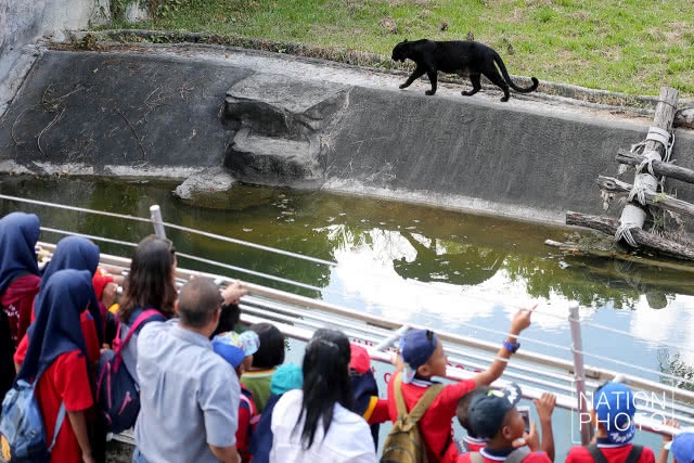 แห่ชม"เสือดำ" สวนสัตว์สงขลา เมื่อกระแสอนุรักษ์กระหน่ำใส่นักล่าแห่งทุ่งใหญ่นเรศวร