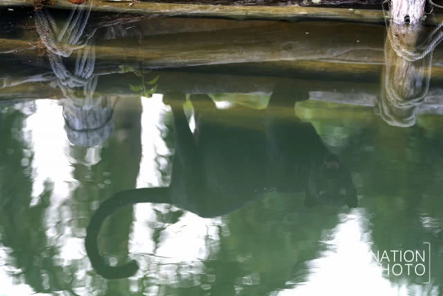 แห่ชม"เสือดำ" สวนสัตว์สงขลา เมื่อกระแสอนุรักษ์กระหน่ำใส่นักล่าแห่งทุ่งใหญ่นเรศวร