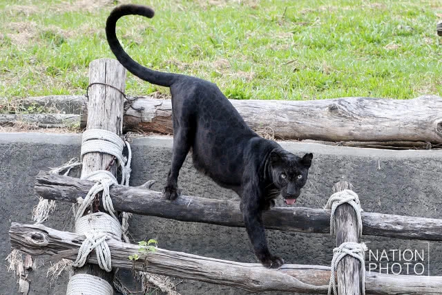 แห่ชม"เสือดำ" สวนสัตว์สงขลา เมื่อกระแสอนุรักษ์กระหน่ำใส่นักล่าแห่งทุ่งใหญ่นเรศวร