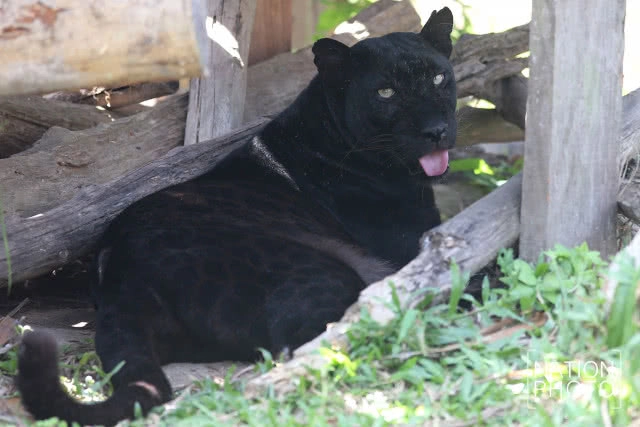แห่ชม"เสือดำ" สวนสัตว์สงขลา เมื่อกระแสอนุรักษ์กระหน่ำใส่นักล่าแห่งทุ่งใหญ่นเรศวร