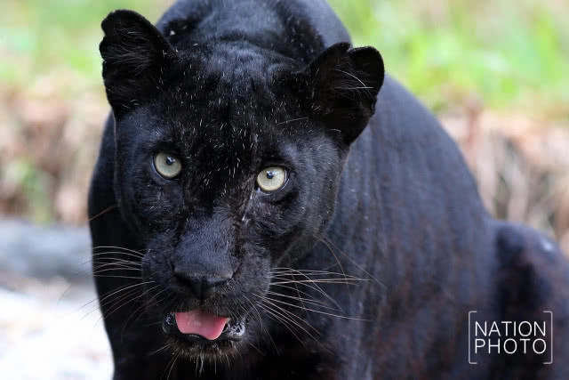 แห่ชม"เสือดำ" สวนสัตว์สงขลา เมื่อกระแสอนุรักษ์กระหน่ำใส่นักล่าแห่งทุ่งใหญ่นเรศวร