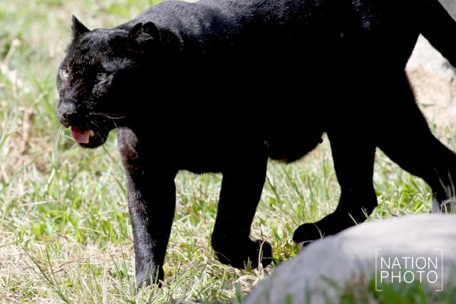 แห่ชม"เสือดำ" สวนสัตว์สงขลา เมื่อกระแสอนุรักษ์กระหน่ำใส่นักล่าแห่งทุ่งใหญ่นเรศวร