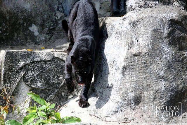 แห่ชม"เสือดำ" สวนสัตว์สงขลา เมื่อกระแสอนุรักษ์กระหน่ำใส่นักล่าแห่งทุ่งใหญ่นเรศวร