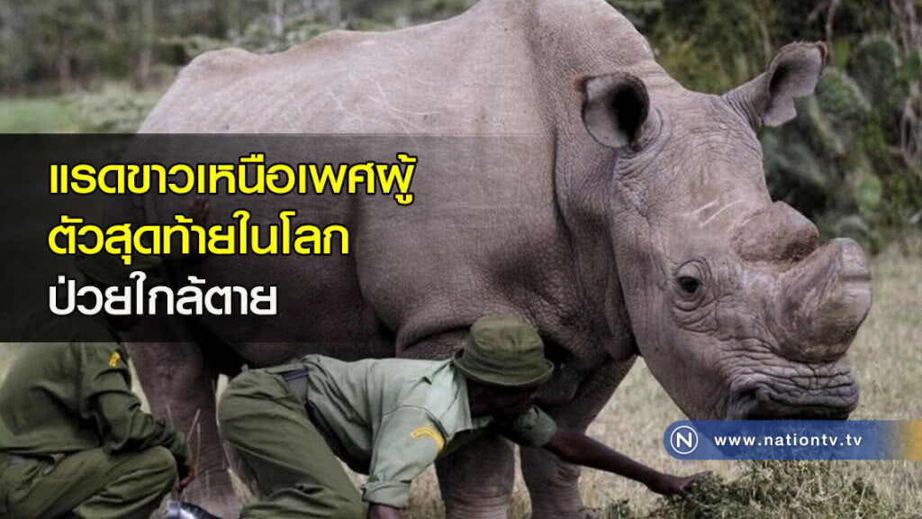 แรดขาวเหนือเพศผู้ตัวสุดท้ายในโลก ป่วยใกล้ตาย แรดขาวเหนือเพศผู้ตัวสุดท้ายในโลก ป่วยใกล้ตาย