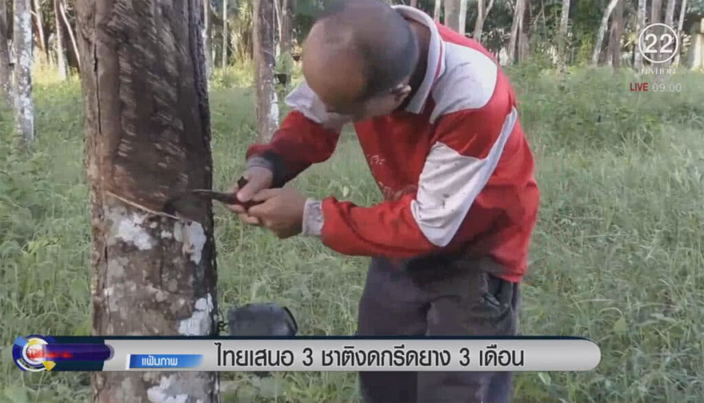 ไทยเสนอ 3 ชาติงดกรีดยาง 3 เดือน ไทยเสนอ 3 ชาติงดกรีดยาง 3 เดือน