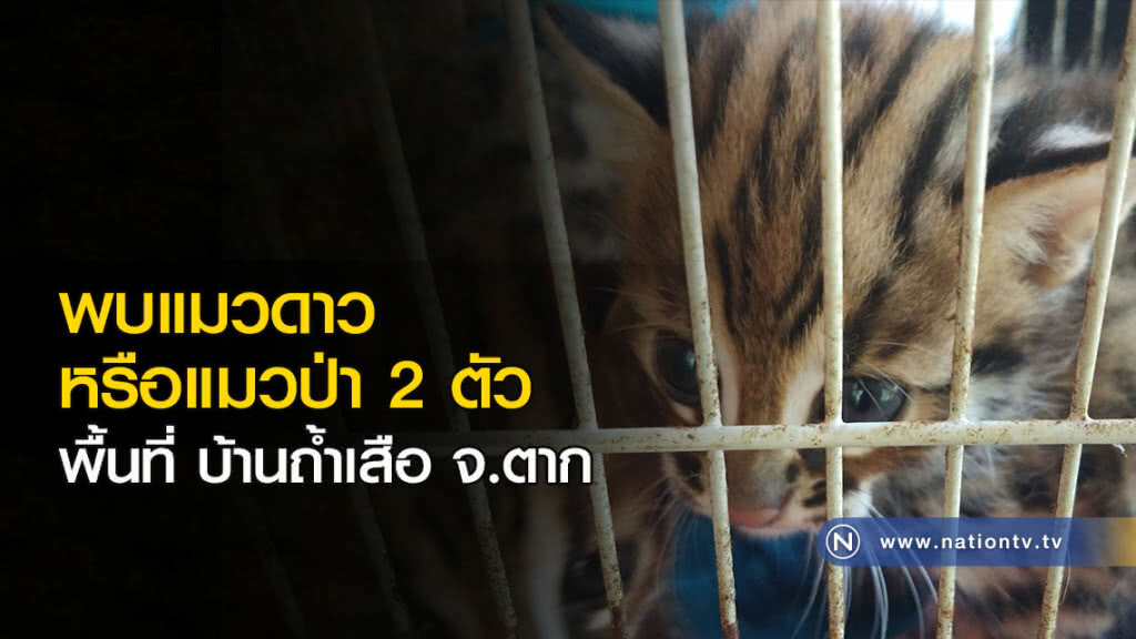 พบแมวดาวหรือแมวป่า2ตัว พื้นที่ บ้านถ้ำเสือ