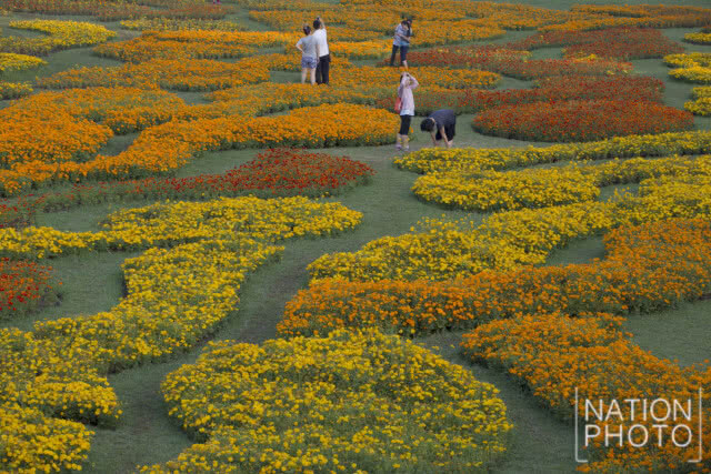 แลนด์มาร์กแห่งใหม่ในเมืองกรุง!! เที่ยวชม "ทุ่งคอสมอส" ที่สวนรถไฟ