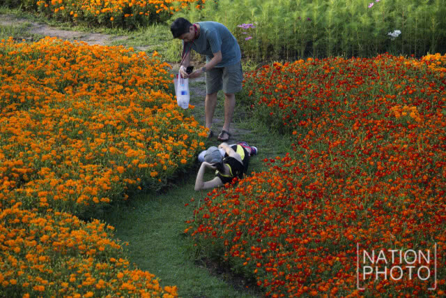แลนด์มาร์กแห่งใหม่ในเมืองกรุง!! เที่ยวชม "ทุ่งคอสมอส" ที่สวนรถไฟ