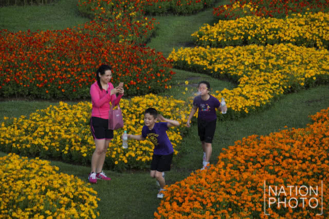 แลนด์มาร์กแห่งใหม่ในเมืองกรุง!! เที่ยวชม "ทุ่งคอสมอส" ที่สวนรถไฟ