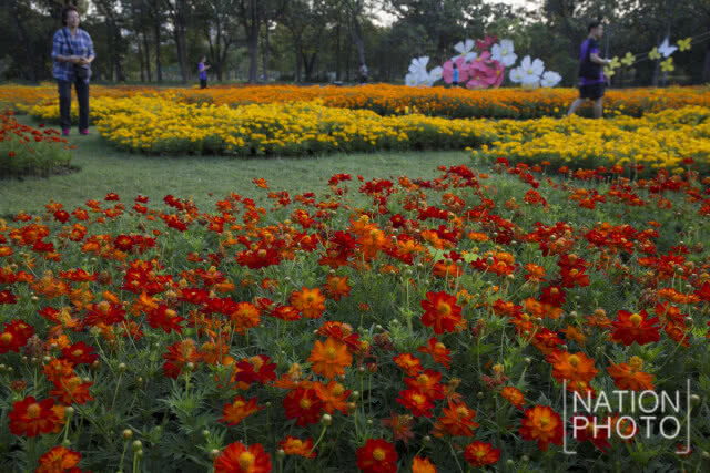 แลนด์มาร์กแห่งใหม่ในเมืองกรุง!! เที่ยวชม "ทุ่งคอสมอส" ที่สวนรถไฟ