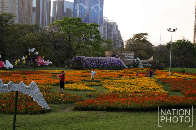แลนด์มาร์กแห่งใหม่ในเมืองกรุง!! เที่ยวชม "ทุ่งคอสมอส" ที่สวนรถไฟ
