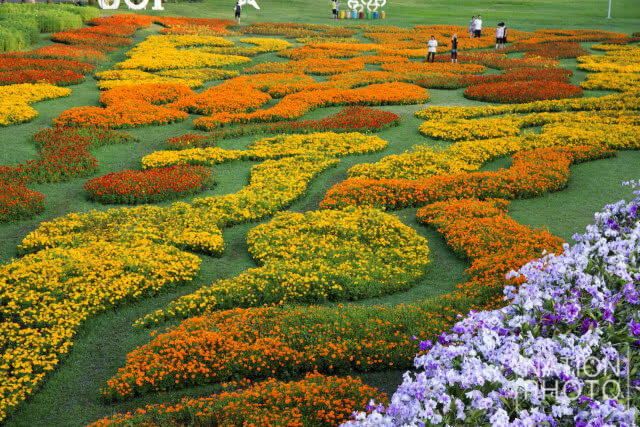 แลนด์มาร์กแห่งใหม่ในเมืองกรุง!! เที่ยวชม "ทุ่งคอสมอส" ที่สวนรถไฟ