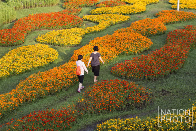 แลนด์มาร์กแห่งใหม่ในเมืองกรุง!! เที่ยวชม "ทุ่งคอสมอส" ที่สวนรถไฟ