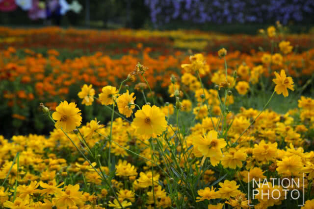 แลนด์มาร์กแห่งใหม่ในเมืองกรุง!! เที่ยวชม "ทุ่งคอสมอส" ที่สวนรถไฟ