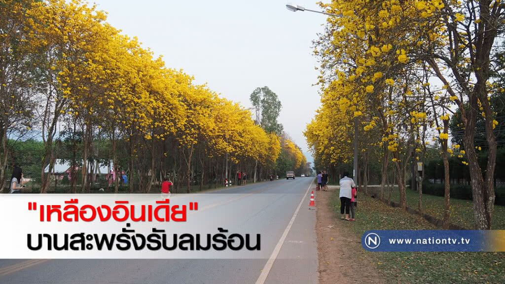 "เหลืองอินเดีย" บานสะพรั่งรับลมร้อน "เหลืองอินเดีย" บานสะพรั่งรับลมร้อน