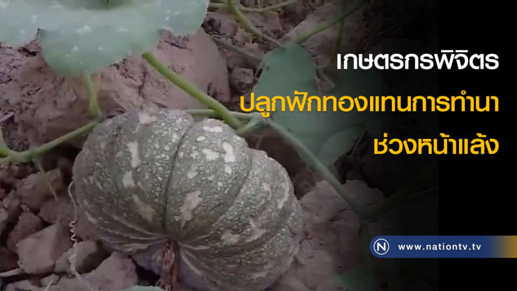 เกษตรกรพิจิตรปลูกฟักทองแทนการทำนาช่วงหน้าแล้ง เกษตรกรพิจิตรปลูกฟักทองแทนการทำนาช่วงหน้าแล้ง