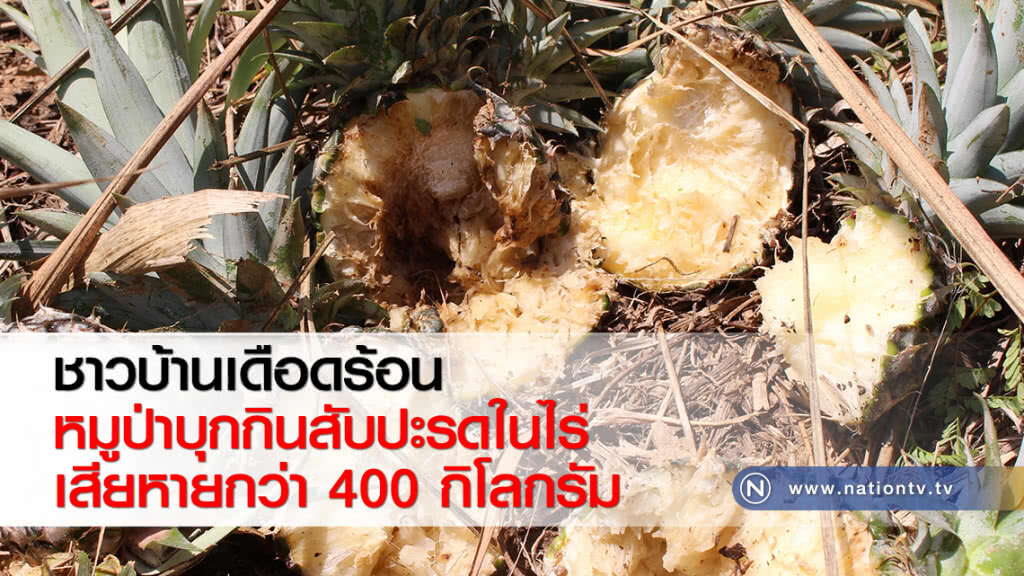 ชาวบ้านเดือดร้อน หมูป่าบุกกินสับปะรดในไร่เสียหายกว่า 400 กิโลกรัม ชาวบ้านเดือดร้อน หมูป่าบุกกินสับปะรดในไร่เสียหายกว่า 400 กิโลกรัม