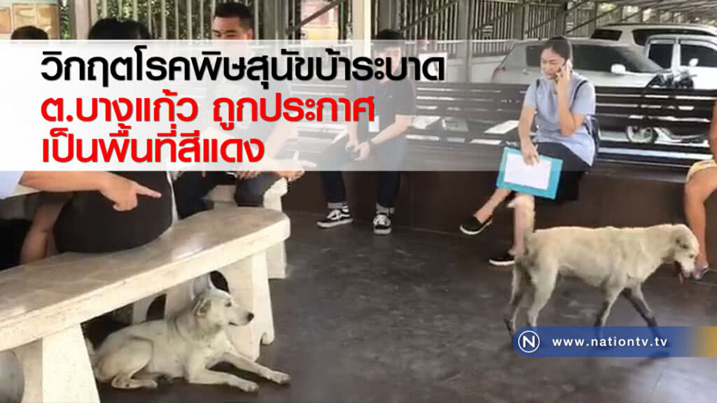 วิกฤตโรคพิษสุนัขบ้าระบาด ต.บางแก้ว ถูกประกาศเป็นพื้นที่สีแดง วิกฤตโรคพิษสุนัขบ้าระบาด ต.บางแก้ว ถูกประกาศเป็นพื้นที่สีแดง