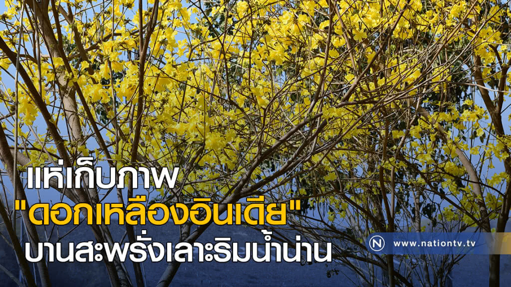 แห่เก็บภาพ "ดอกเหลืองอินเดีย" บานสะพรั่งเลาะริมน้ำน่าน