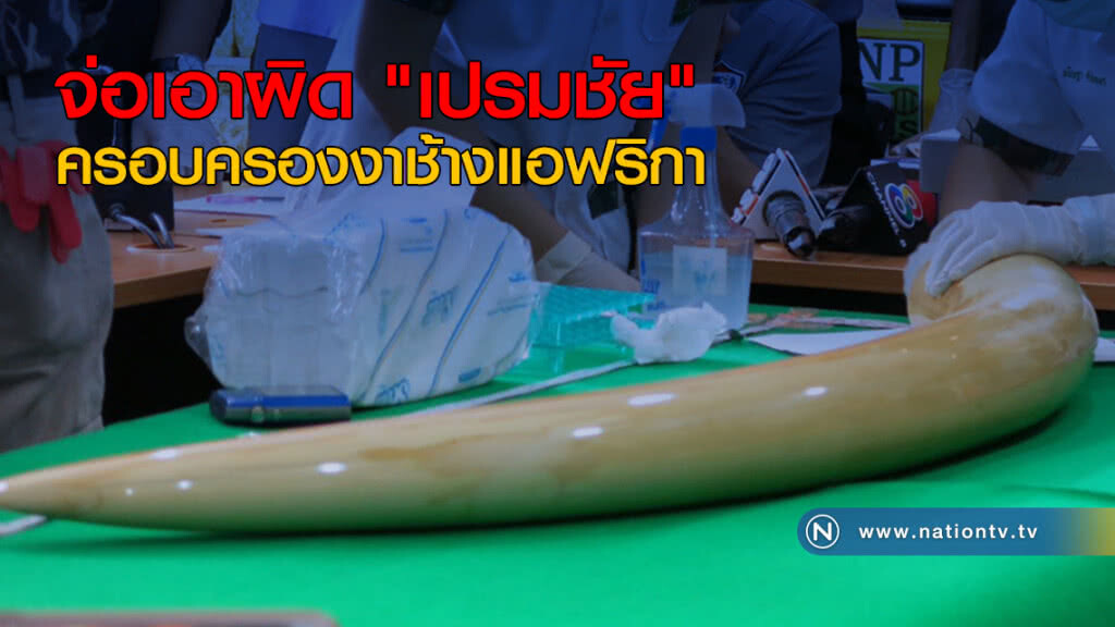 จ่อเอาผิด "เปรมชัย" ครอบครองงาช้าง จ่อเอาผิด "เปรมชัย" ครอบครองงาช้าง
