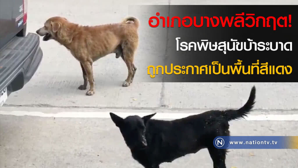 อำเภอบางพลีวิกฤต! โรคพิษสุนัขบ้าระบาดถูกประกาศเป็นพื้นที่สีแดง