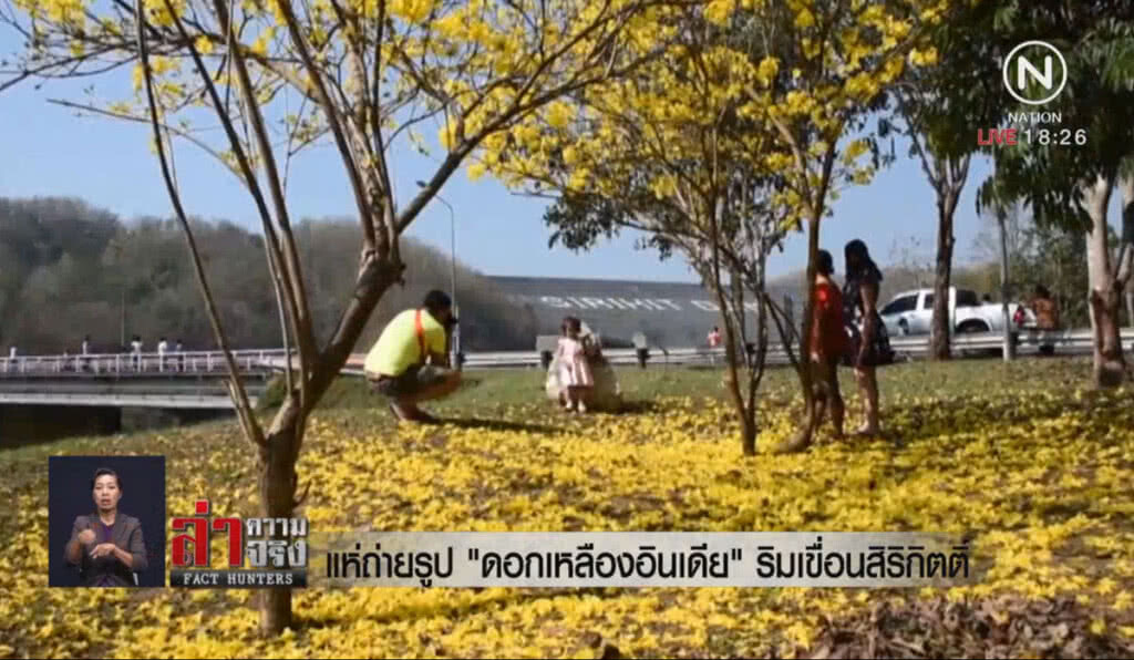 แห่ถ่ายรูป "ดอกเหลืองอินเดีย" ริมเขื่อนสิริกิติ์
