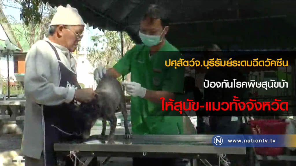 ปศุสัตว์จ.บุรีรัมย์ระดมฉีดวัคซีนป้องกันโรคพิษสุนัขบ้าให้สุนัข-แมวทั้งจังหวัด