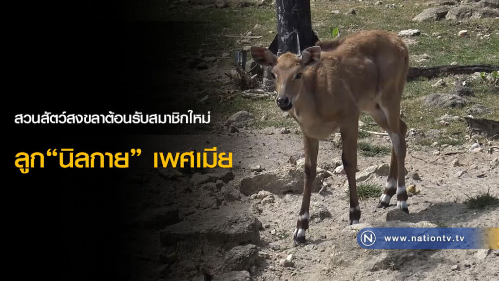 สวนสัตว์สงขลาต้อนรับสมาชิกใหม่ ลูก"นิลกาย" เพศเมีย