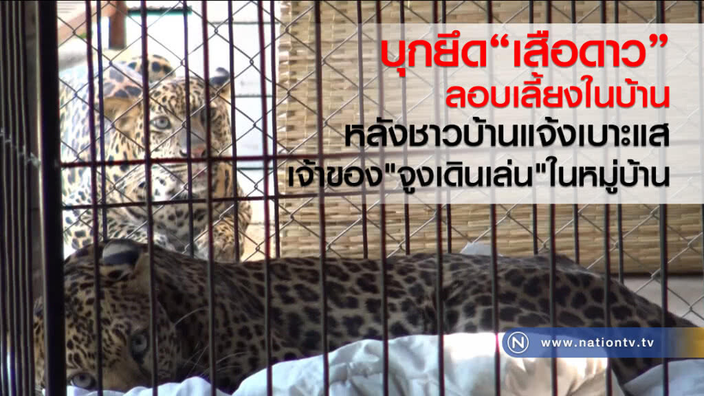 บุกยึดเสือดาว ลักลอบเลี้ยงในบ้าน
หลังชาวบ้านแจ้งเบาะแส
เจ้าของ"จูงเดินเล่น"ในหมู่บ้าน