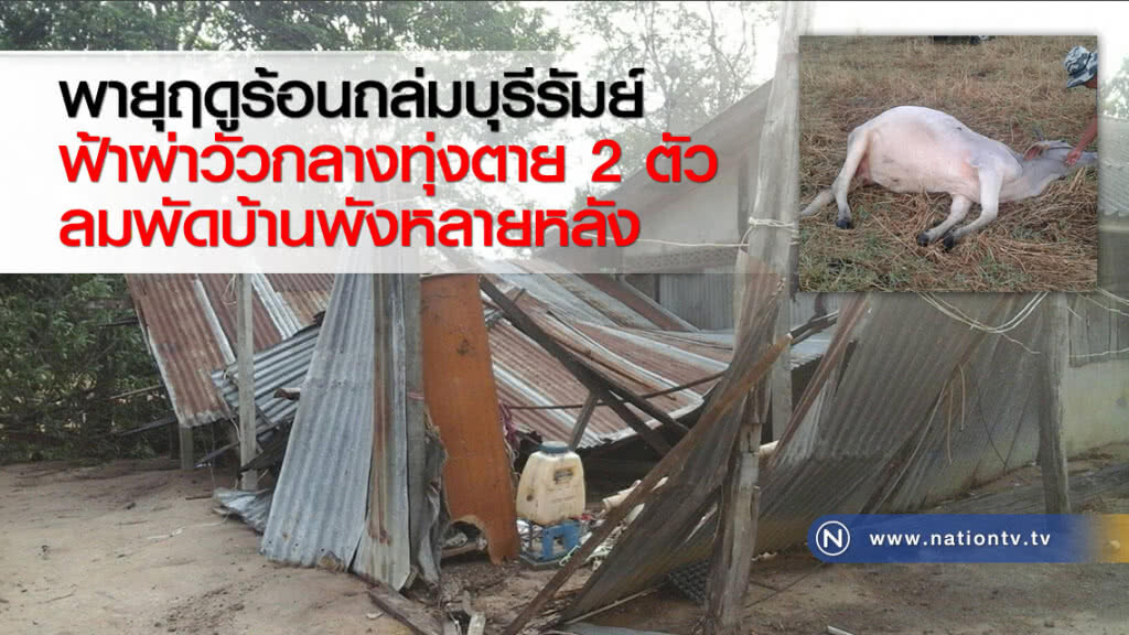 พายุฤดูร้อนถล่มบุรีรัมย์ ฟ้าผ่าวัวกลางทุ่งตาย 2 ตัว ลมพัดบ้านพังหลายหลัง