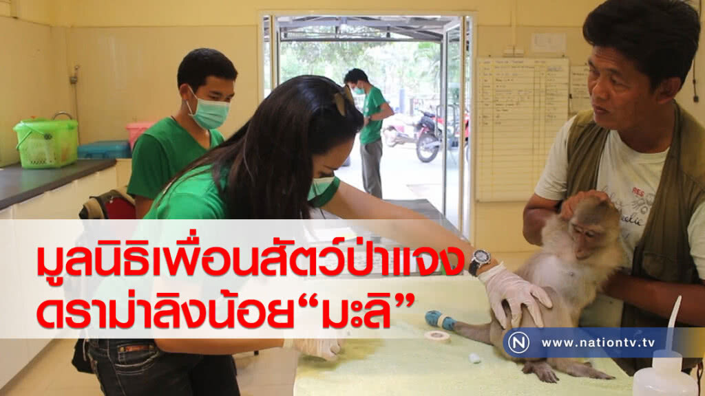 มูลนิธิเพื่อนสัตว์ป่าแจงดราม่าลิงน้อย"มะลิ"