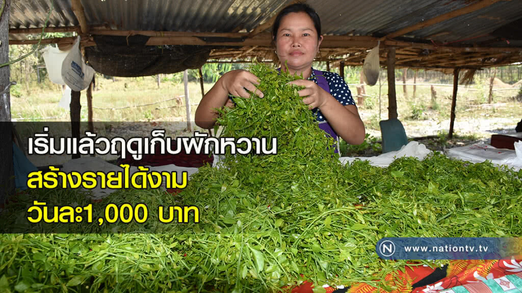 เริ่มแล้วฤดูเก็บผักหวานสร้างรายได้งามวันละ1,000 บาท
