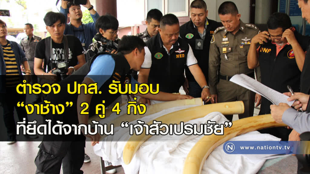 ตำรวจ ปทส. รับมอบ "งาช้าง" 2 คู่ 4 กิ่ง ที่ยึดได้จากบ้าน "เจ้าสัวเปรมชัย"