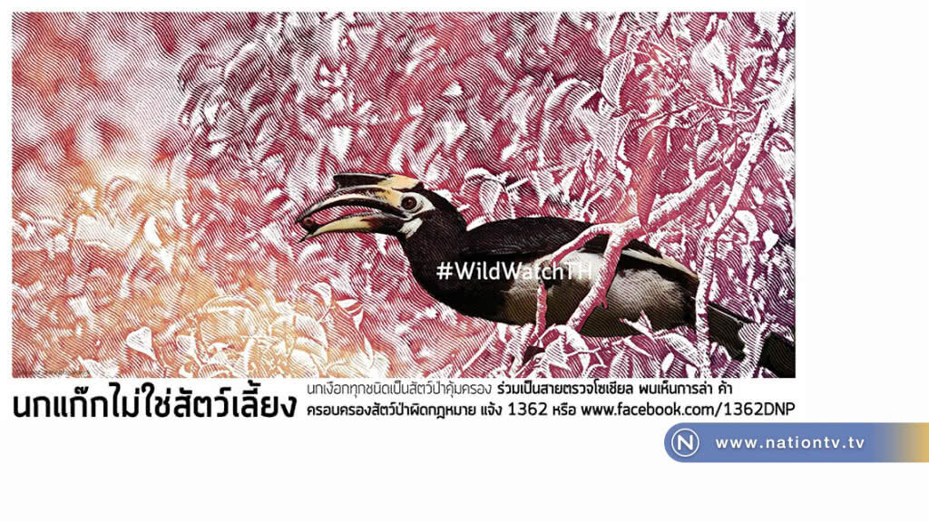 รู้ไว้! นกเงือกไม่ใช่สัตว์เลี้ยง ห้ามเลี้ยง ห้ามขายเด็ดขาด