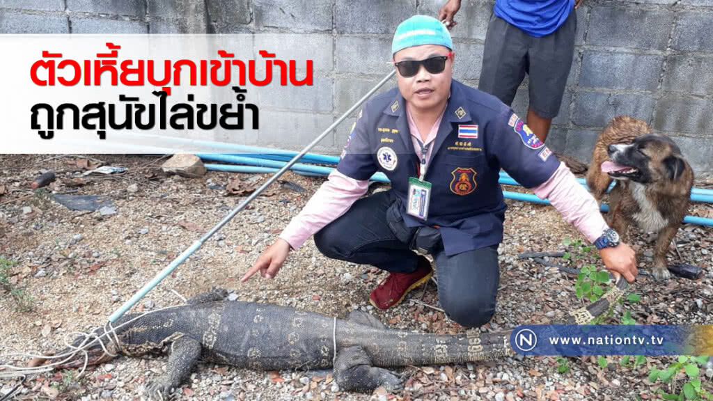 ตัวเหี้ยบุกเข้าบ้านถูกสุนัขไล่ขย้ำ ตัวเหี้ยบุกเข้าบ้านถูกสุนัขไล่ขย้ำ