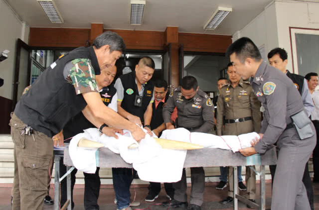 ตำรวจ ปทส. รับมอบ "งาช้าง" 2 คู่ 4 กิ่ง ที่ยึดได้จากบ้าน "เจ้าสัวเปรมชัย"