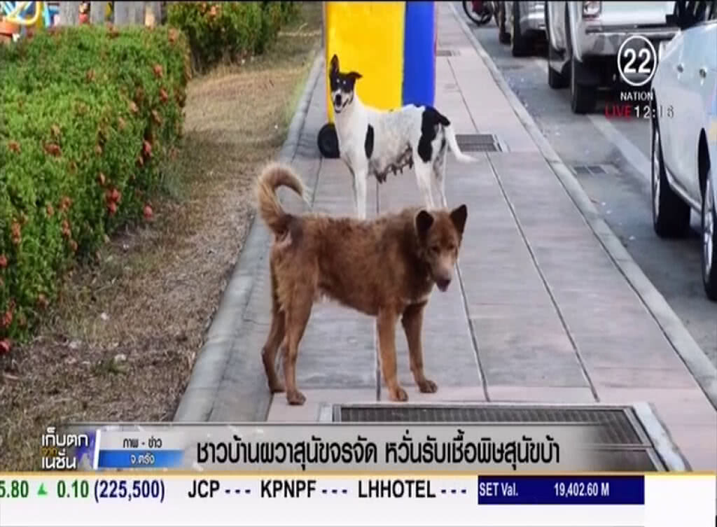 ชาวบ้านผวาหมาจรจัดกลัวรับเชื้อพิษสุนัขบ้า ชาวบ้านผวาหมาจรจัดกลัวรับเชื้อพิษสุนัขบ้า