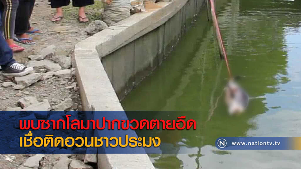 พบซากโลมาปากขวดตายอืดเชื่อติดอวนชาวประมง พบซากโลมาปากขวดตายอืดเชื่อติดอวนชาวประมง