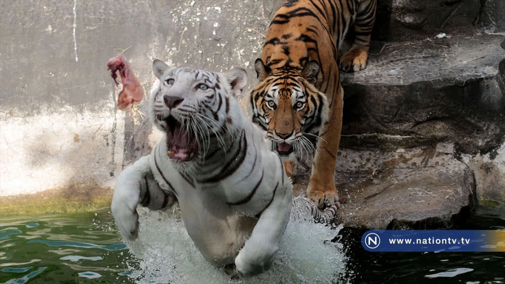(ภาพชุด)ลีลาพยัคฆ์ตะปบเหยื่อ สวนสัตว์สงขลา (ภาพชุด)ลีลาพยัคฆ์ตะปบเหยื่อ สวนสัตว์สงขลา