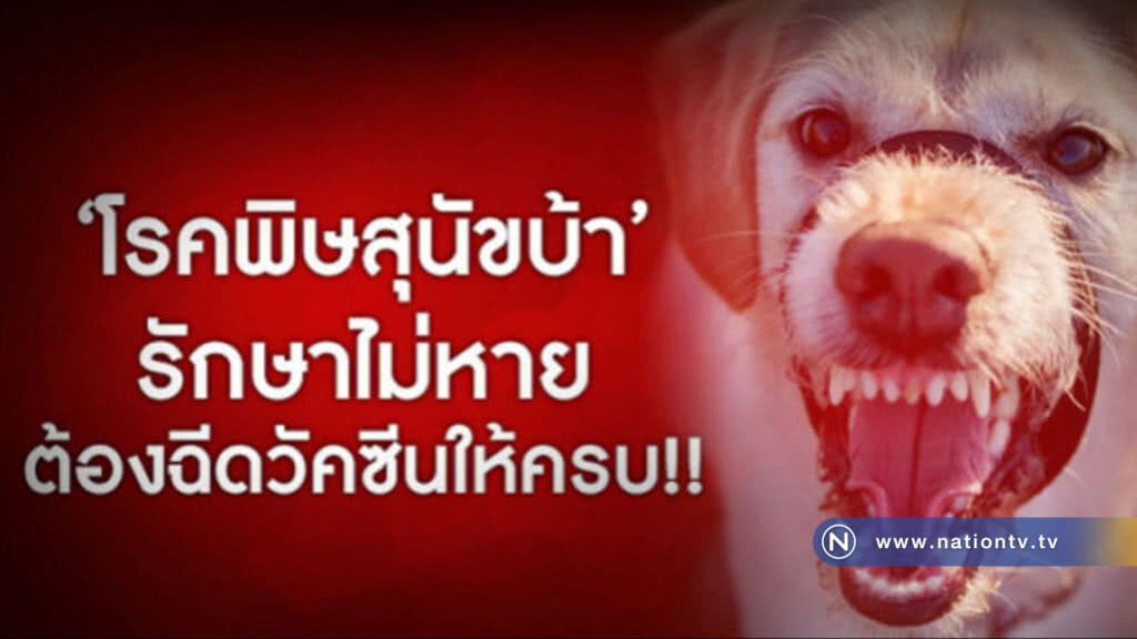 สธ. หวั่นปชช.เข้าใจผิดโรคพิษสุนัขบ้ารักษาหาย !! สธ. หวั่นปชช.เข้าใจผิดโรคพิษสุนัขบ้ารักษาหาย !!