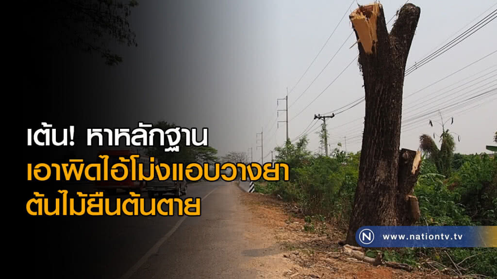 เต้น!หาหลักฐานเอาผิดไอ้โม่งแอบวางยาต้นไม้ยืนต้นตาย เต้น!หาหลักฐานเอาผิดไอ้โม่งแอบวางยาต้นไม้ยืนต้นตาย