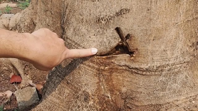 เต้น!หาหลักฐานเอาผิดไอ้โม่งแอบวางยาต้นไม้ยืนต้นตาย