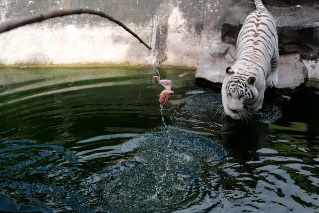 (ภาพชุด)ลีลาพยัคฆ์ตะปบเหยื่อ สวนสัตว์สงขลา