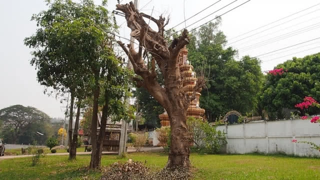 เต้น!หาหลักฐานเอาผิดไอ้โม่งแอบวางยาต้นไม้ยืนต้นตาย