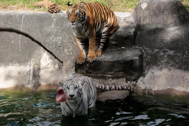 (ภาพชุด)ลีลาพยัคฆ์ตะปบเหยื่อ สวนสัตว์สงขลา