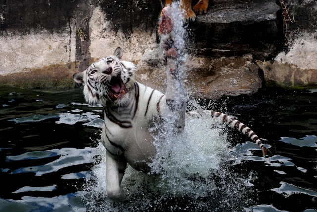 (ภาพชุด)ลีลาพยัคฆ์ตะปบเหยื่อ สวนสัตว์สงขลา