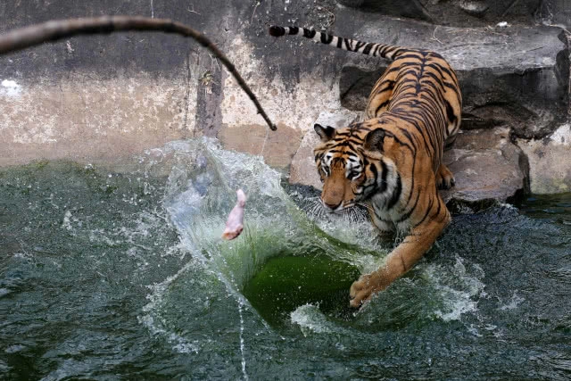 (ภาพชุด)ลีลาพยัคฆ์ตะปบเหยื่อ สวนสัตว์สงขลา